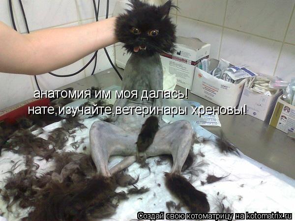нате,изучайте,ветеринары хреновы! анатомия им моя далась!... Котоматрица: нате,изучайте,ветеринары хреновы! анатомия им моя далась!