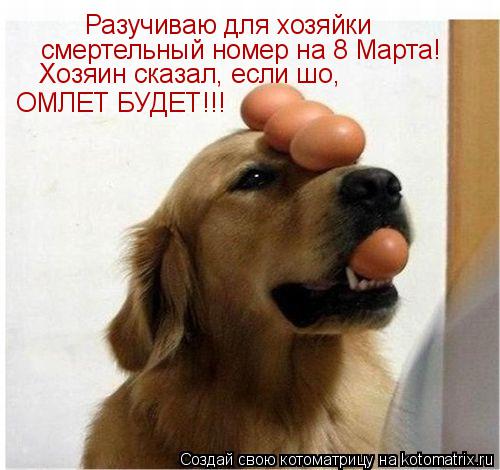Разучиваю для хозяйки смертельный номер на 8 Марта! Хозяин сказал, если шо, ОМЛЕТ БУДЕТ!!!... Котоматрица: Разучиваю для хозяйки смертельный номер на 8 Марта! Хозяин сказал, если шо, ОМЛЕТ БУДЕТ!!!