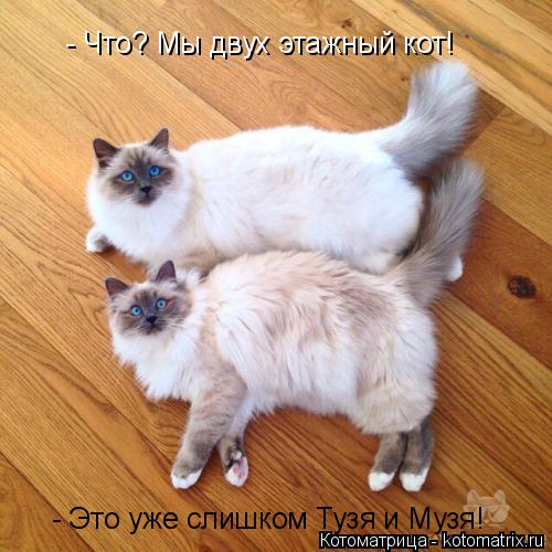 Котоматрица: - Что? Мы двух этажный кот! - Это уже слишком Тузя и Музя!