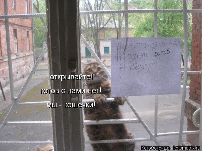 открывайте! котов с нами нет! мы - кошечки!... Котоматрица: открывайте! котов с нами нет! мы - кошечки!