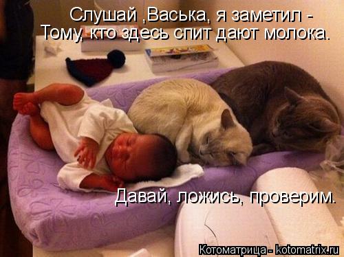 Слушай ,Васька, я заметил - Тому, кто здесь спит дают молока. Давай, ложись, проверим.... Котоматрица: Слушай ,Васька, я заметил - Тому, кто здесь спит дают молока. Давай, ложись, проверим.