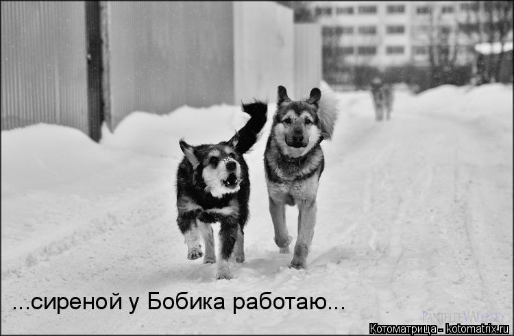 ...сиреной у Бобика работаю...... Котоматрица: ...сиреной у Бобика работаю...