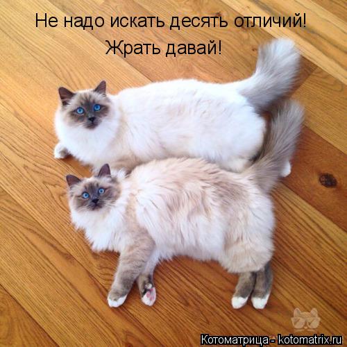 Котоматрица: Не надо искать десять отличий! Жрать давай!