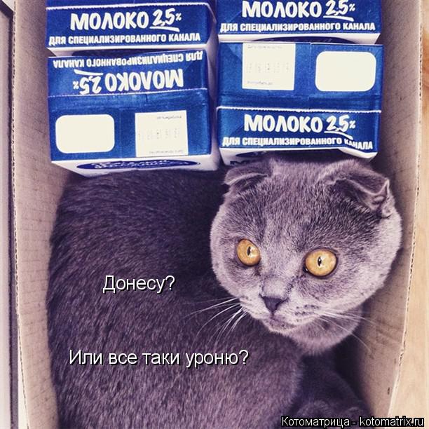 Котоматрица: Донесу? Или все таки уроню?