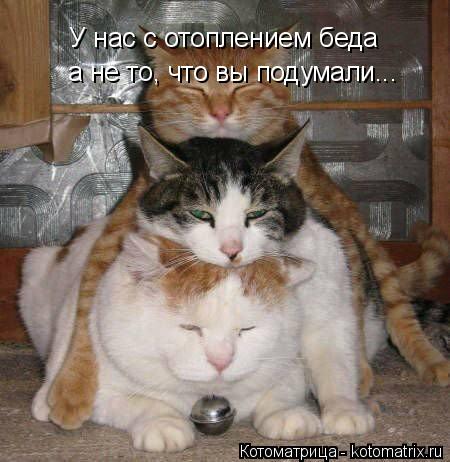 Котоматрица: У нас с отоплением беда а не то, что вы подумали...