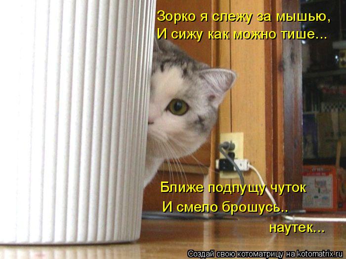 И сижу как можно тише... Ближе подпущу чуток И смело брошусь.. наутек... Зорко я слежу за мышью,... Котоматрица: И сижу как можно тише... Ближе подпущу чуток И смело брошусь.. наутек... Зорко я слежу за мышью,