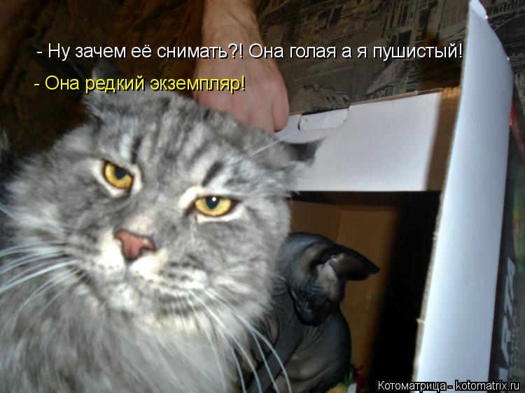 - Ну зачем её снимать?! Она голая а я пушистый! - Она редкий экземпляр! - Она редкий экземпляр!... Котоматрица: - Ну зачем её снимать?! Она голая а я пушистый! - Она редкий экземпляр! - Она редкий экземпляр!