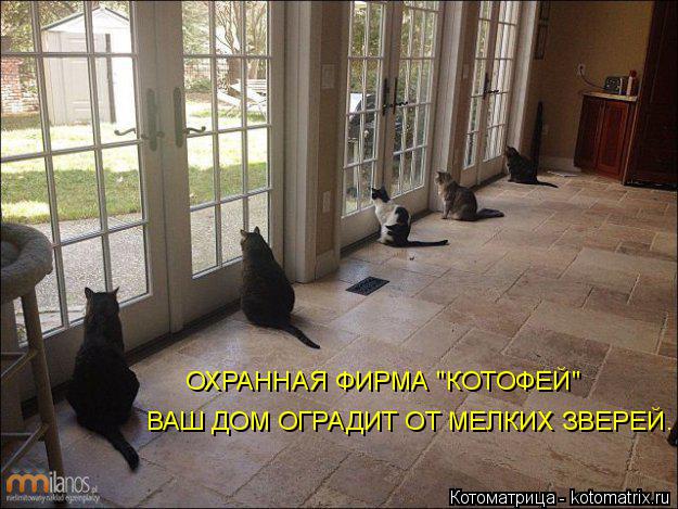Котоматрица: ОХРАННАЯ ФИРМА "КОТОФЕЙ" ВАШ ДОМ ОГРАДИТ ОТ МЕЛКИХ ЗВЕРЕЙ.