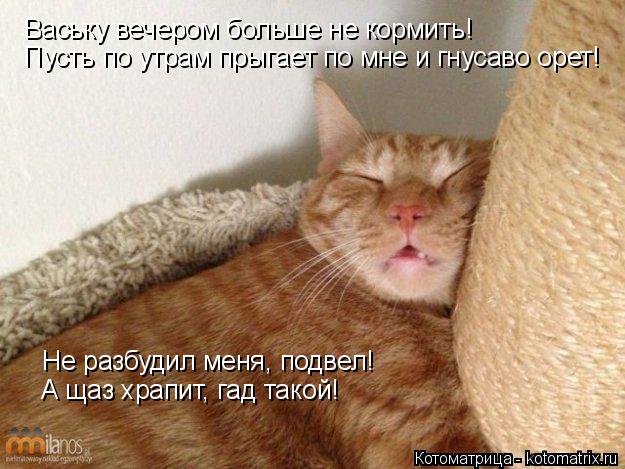 Ваську вечером больше не кормить! Пусть по утрам прыгает по мне и гнусаво орет! Не разбудил меня, под... Котоматрица: Ваську вечером больше не кормить! Пусть по утрам прыгает по мне и гнусаво орет! Не разбудил меня, подвел! А щаз храпит, гад такой!