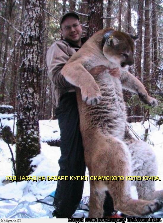 Котоматрица: ГОД НАЗАД НА БАЗАРЕ КУПИЛ СИАМСКОГО КОТЕНОЧКА.