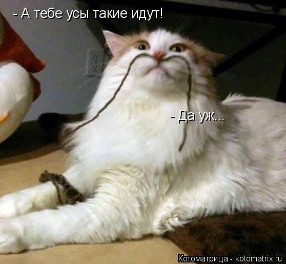 Котоматрица: - А тебе усы такие идут! - Да уж...