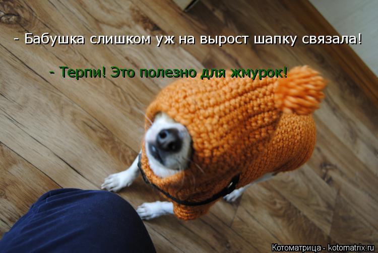 Котоматрица: - Бабушка слишком уж на вырост шапку связала! - Терпи! Это полезно для жмурок!