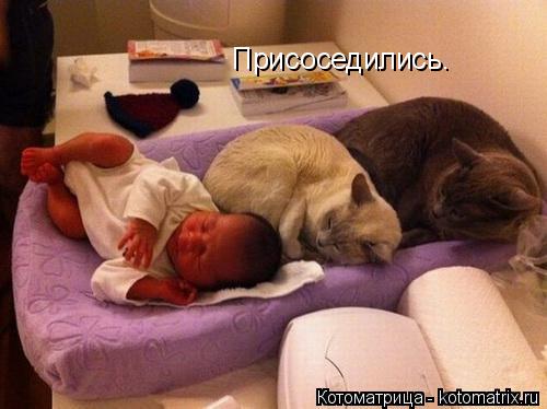 Котоматрица: Присоседились.