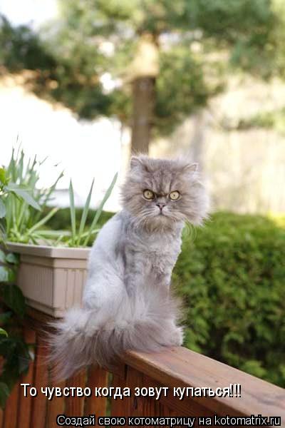 То чувство когда зовут купаться!!!... Котоматрица: То чувство когда зовут купаться!!!