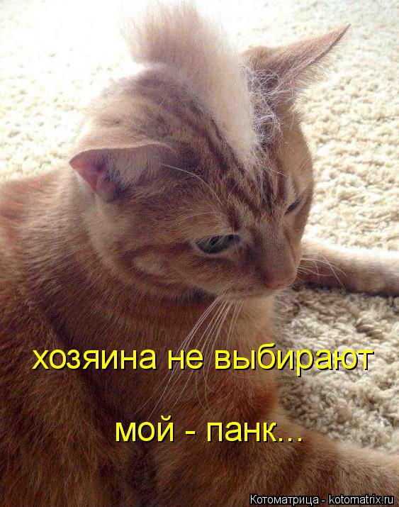 Котоматрица: хозяина не выбирают мой - панк...