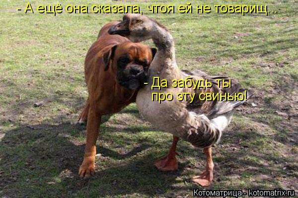 Котоматрица: - А ещё она сказала, чтоя ей не товарищ... - Да забудь ты  про эту свинью!