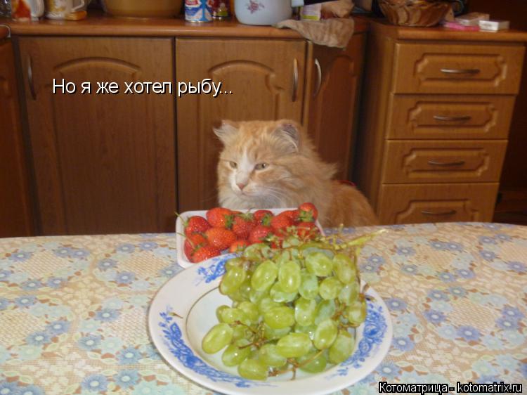 Котоматрица: Но я же хотел рыбу...