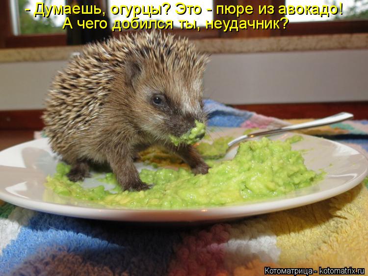 Котоматрица: - Думаешь, огурцы? Это - пюре из авокадо! А чего добился ты, неудачник?