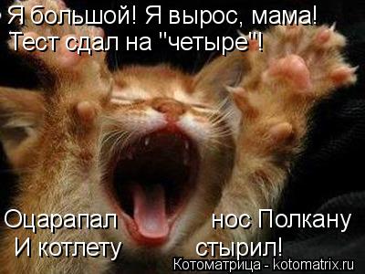 Я большой! Я вырос, мама! Оцарапал нос Полкану Тест сдал на "четыре"! И котлету ... Котоматрица: Я большой! Я вырос, мама! Оцарапал нос Полкану Тест сдал на "четыре"! И котлету стырил!