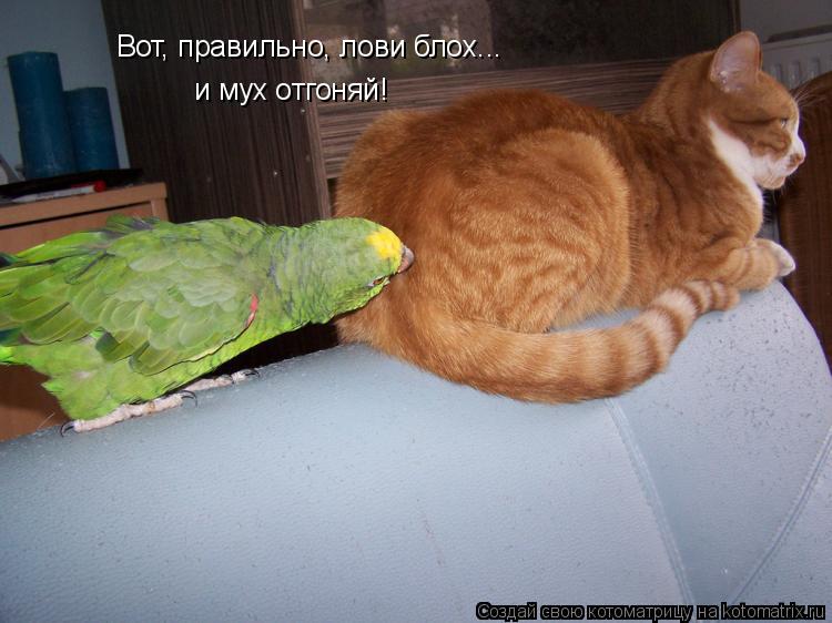 Вот, правильно, лови блох... и мух отгоняй!... Котоматрица: Вот, правильно, лови блох... и мух отгоняй!