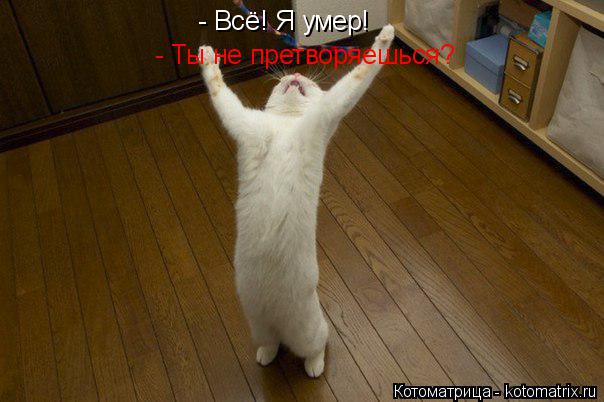 - Всё! Я умер! - Ты не претворяешься?... Котоматрица: - Всё! Я умер! - Ты не претворяешься?