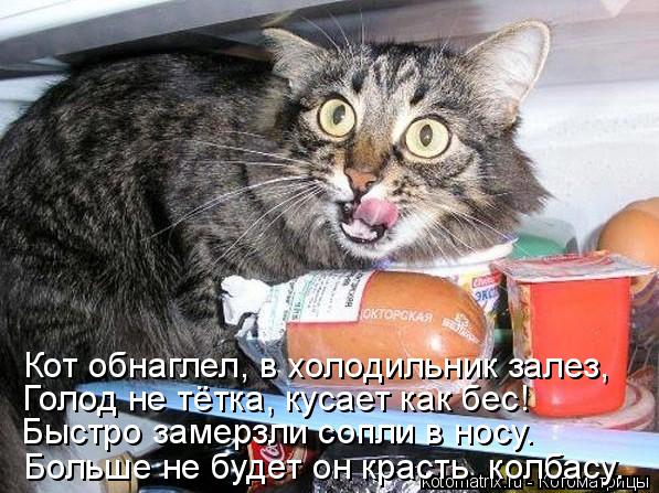 Больше не будет он красть колбасу. Быстро замерзли сопли в носу. Голод не тётка, кусает как бес! Кот... Котоматрица: Больше не будет он красть колбасу. Быстро замерзли сопли в носу. Голод не тётка, кусает как бес! Кот обнаглел, в холодильник залез,