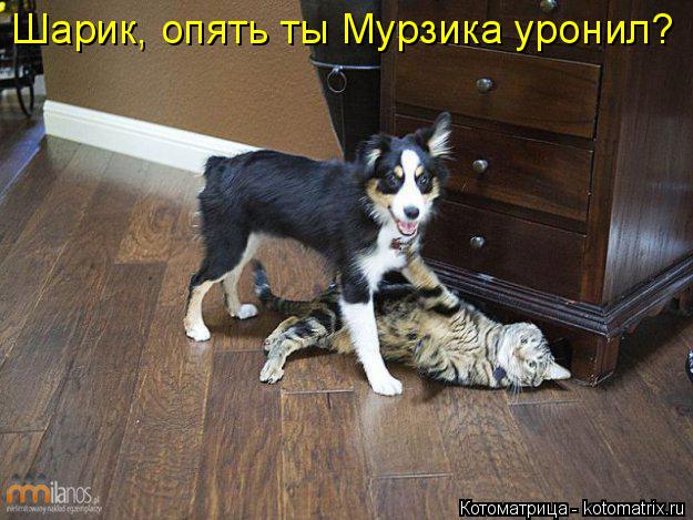Шарик, опять ты Мурзика уронил?... Котоматрица: Шарик, опять ты Мурзика уронил?