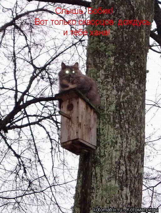 Вот только скворцов дождусь и тебе хана! Слышь, Бобик!... Котоматрица: Вот только скворцов дождусь и тебе хана! Слышь, Бобик!