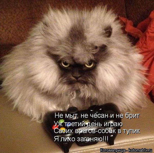 Я лихо загоняю!!! Своих врагов-собак в тупик Не мыт, не чёсан и не брит Уж третий день играю... Котоматрица: Я лихо загоняю!!! Своих врагов-собак в тупик Не мыт, не чёсан и не брит Уж третий день играю
