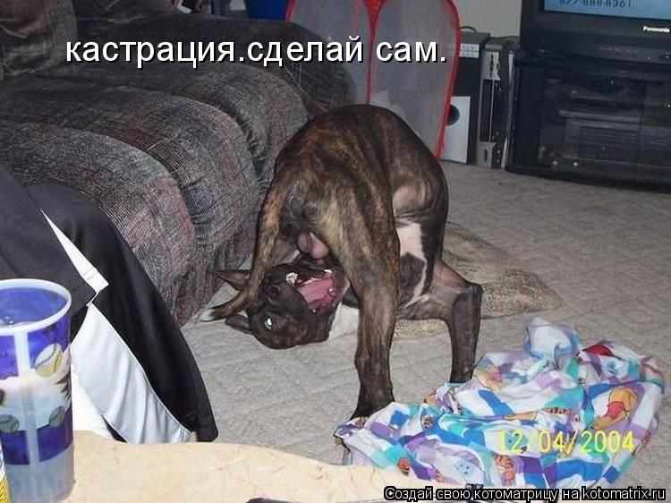 кастрация.сделай сам.... Котоматрица: кастрация.сделай сам.