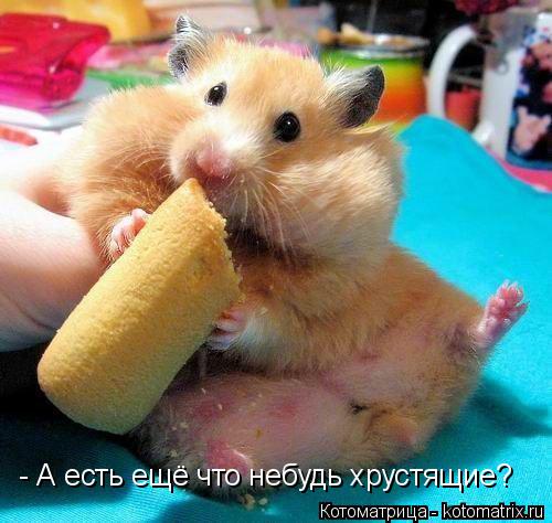 Котоматрица: - А есть ещё что небудь хрустящие?