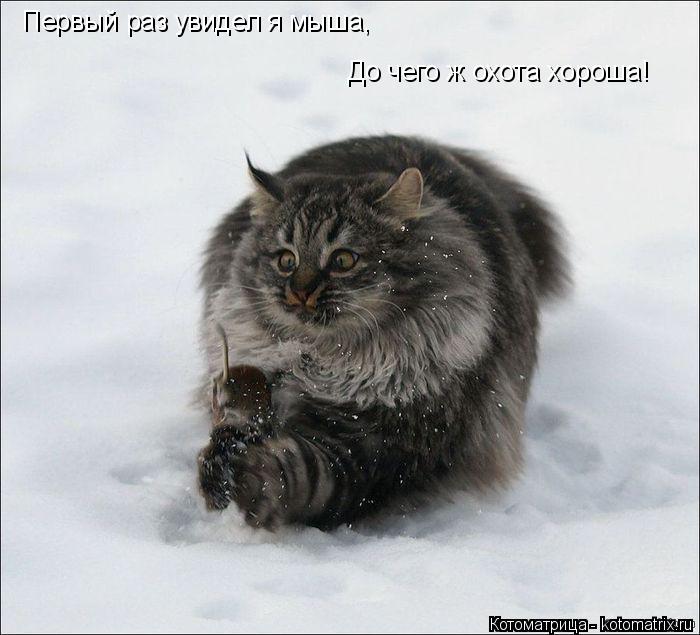 Первый раз увидел я мыша, До чего ж охота хороша!... Котоматрица: Первый раз увидел я мыша, До чего ж охота хороша!