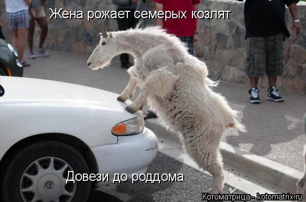 Жена рожает семерых козлят Довези до роддома... Котоматрица: Жена рожает семерых козлят Довези до роддома