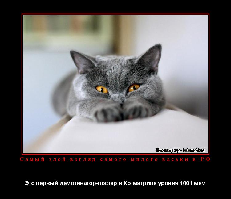 Самый злой взгляд самого милого васьки в РФ Это первый демотиватор-постер в Котматрице уровня 1001 ме... Котоматрица: Самый злой взгляд самого милого васьки в РФ Это первый демотиватор-постер в Котматрице уровня 1001 мем