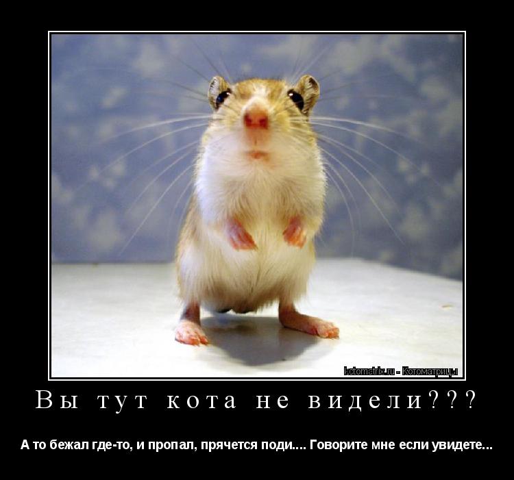 Вы тут кота не видели??? А то бежал где-то, и пропал, прячется поди.... Говорите мне если увидете...... Котоматрица: Вы тут кота не видели??? А то бежал где-то, и пропал, прячется поди.... Говорите мне если увидете...