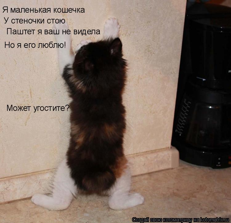 Я маленькая кошечка У стеночки стою Паштет я ваш не видела Но я его люблю! Может угостите?... Котоматрица: Я маленькая кошечка У стеночки стою Паштет я ваш не видела Но я его люблю! Может угостите?