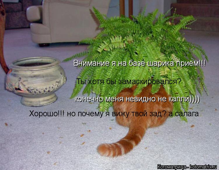 Внимание я на базе шарика приём!!! Ты хотя бы замаскировался? конечно меня невидно не капли)))) Хоро... Котоматрица: Внимание я на базе шарика приём!!! Ты хотя бы замаскировался? конечно меня невидно не капли)))) Хорошо!!! но почему я вижу твой зад? а салага