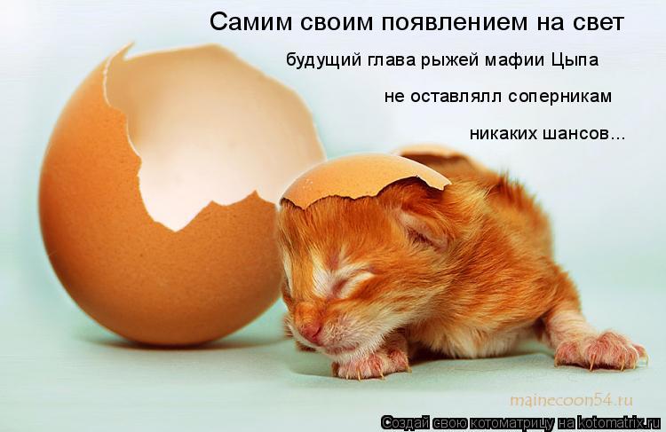 Самим своим появлением на свет будущий глава рыжей мафии Цыпа не оставлялл соперникам никаких шансов... Котоматрица: Самим своим появлением на свет будущий глава рыжей мафии Цыпа не оставлялл соперникам никаких шансов...