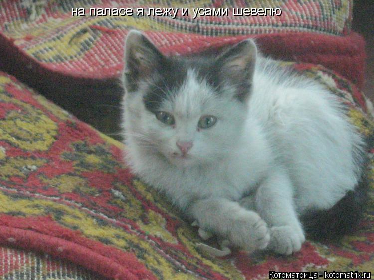 на паласе я лежу и усами шевелю... Котоматрица: на паласе я лежу и усами шевелю