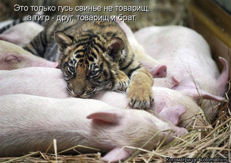 Это только гусь свинье не товарищ, а тигр - друг, товарищ и брат.... Котоматрица: Это только гусь свинье не товарищ, а тигр - друг, товарищ и брат.