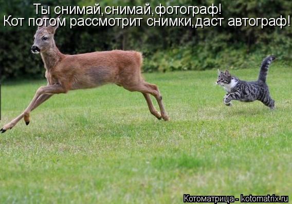 Ты снимай,снимай,фотограф! Кот потом рассмотрит снимки,даст автограф!... Котоматрица: Ты снимай,снимай,фотограф! Кот потом рассмотрит снимки,даст автограф!