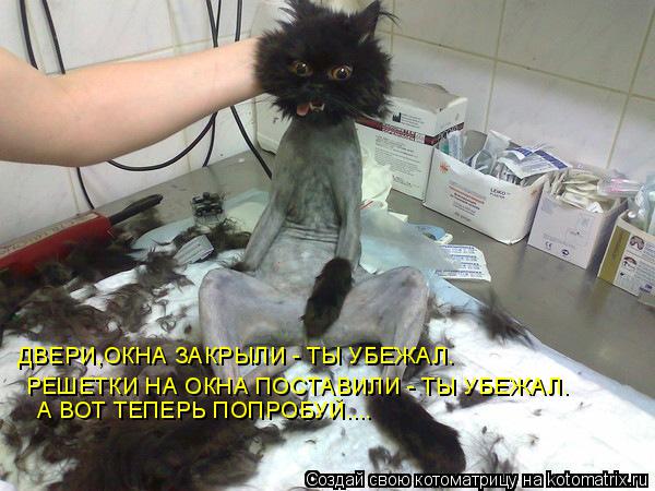 ДВЕРИ,ОКНА ЗАКРЫЛИ - ТЫ УБЕЖАЛ. РЕШЕТКИ НА ОКНА ПОСТАВИЛИ - ТЫ УБЕЖАЛ. А ВОТ ТЕПЕРЬ ПОПРОБУЙ....... Котоматрица: ДВЕРИ,ОКНА ЗАКРЫЛИ - ТЫ УБЕЖАЛ. РЕШЕТКИ НА ОКНА ПОСТАВИЛИ - ТЫ УБЕЖАЛ. А ВОТ ТЕПЕРЬ ПОПРОБУЙ....