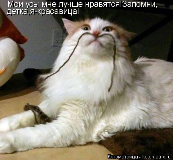 Мои усы мне лучше нравятся!Запомни, детка,я-красавица!... Котоматрица: Мои усы мне лучше нравятся!Запомни, детка,я-красавица!