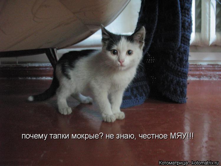 почему тапки мокрые? не знаю, честное МЯУ!!!... Котоматрица: почему тапки мокрые? не знаю, честное МЯУ!!!