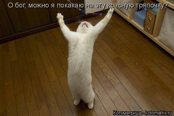 О бог, можно я покакаю на эту красную тряпочку?... Котоматрица: О бог, можно я покакаю на эту красную тряпочку?