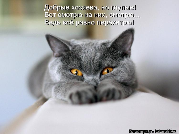 Добрые хозяева, но глупые! Вот смотрю на них, смотрю... Ведь всё равно перехитрю!... Котоматрица: Добрые хозяева, но глупые! Вот смотрю на них, смотрю... Ведь всё равно перехитрю!