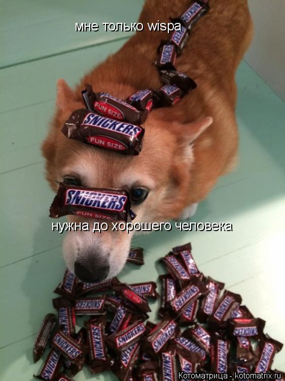 мне только wispa нужна до хорошего человека... Котоматрица: мне только wispa нужна до хорошего человека