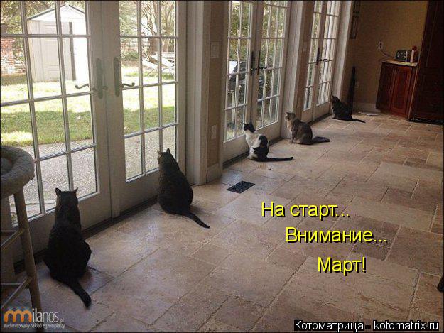 На старт... Внимание... Март!... Котоматрица: На старт... Внимание... Март!