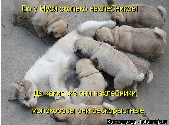 Во у Муси сколько нахлебников! Да какие же они нахлебники, молокососы они бескорыстные.... Котоматрица: Во у Муси сколько нахлебников! Да какие же они нахлебники, молокососы они бескорыстные.