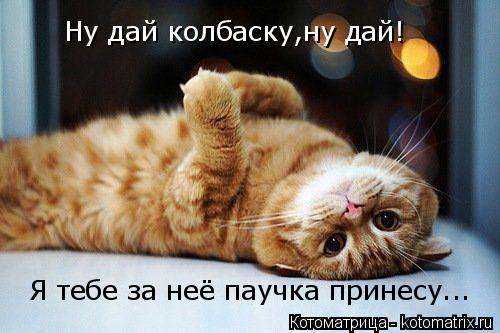 Ну дай колбаску,ну дай! Я тебе за неё паучка принесу...... Котоматрица: Ну дай колбаску,ну дай! Я тебе за неё паучка принесу...